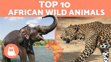 Top 10 Best African Wildlife Videos on YouTube .